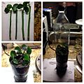 Rose cuttings with plastic bottle greenhouse