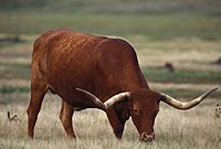 Texas Longhorn grazing (8426057223).jpg