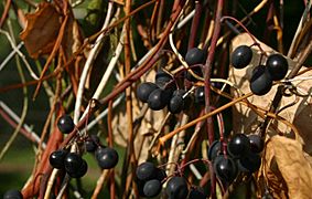 Vitis-labrusca-berries
