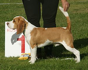 Beagle red & white 1