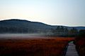 Cranberry-glades-fog-1