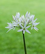 Daslook (Allium ursinum) d.j.b 05