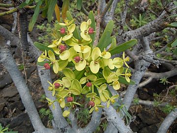 Euphorbia regis-jubae à Lanzarote infructescence