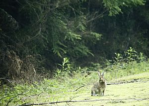 Flickr - Oregon Department of Fish & Wildlife - snowshoe hare swart odfw