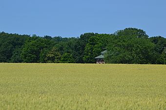 Hazelwood wheat fields.jpg