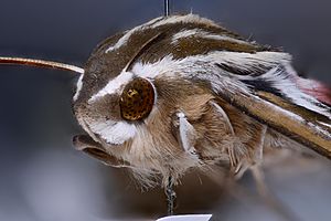 Hyles Lineata (white-lines sphinx moth)