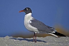 Laughing Gull in Mating Plumage.jpg