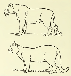 MSU V2P2 - Panthera vs Felis 1