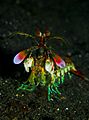 Mantis shrimp from front