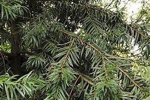 Podocarpus oleifolius-IMG 8771.JPG