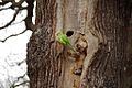 Psittacula krameri -Richmond Park, London, England-8