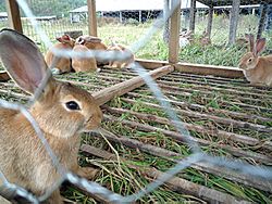 Rabbits at Polyface Farm