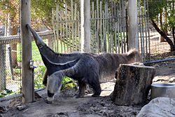 Anteater at Happy Hollow Park & Zoo