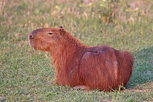 Capybara (Hydrochoerus hydrochaeris).JPG