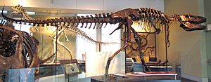Daspletosaurus torosus, Ottawa
