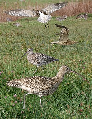 Eurasian Curlew From The Crossley ID Guide Eastern Birds