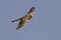 Falco tinnunculus in flight (Sep 068936ER)
