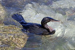 Flightless Cormorant (Phalacrocorax harrisi) -swimming2