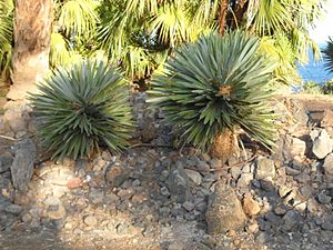 Hemithrinax ekmaniana. Palmetum Tenerife
