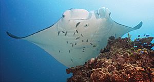 Manta alfredi at a ‘cleaning station’ - journal.pone.0046170.g002B