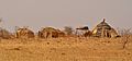 Niger, camp near Kobéri Kouara (1)
