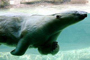 Polar Bear Swimming Memphis Zoo