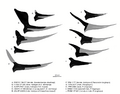 Pteranodonts