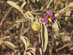 Solanum lithophilum flower and fruit