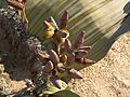 Welwitschia mirabilis (female)