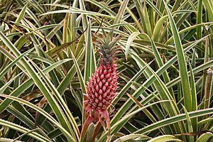 Ananas bracteatus, Dole Pineapple Plantation, Oahu, Hawaii, USA2