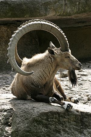 Capra ibex ibex – 03