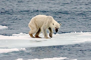 Endangered arctic - starving polar bear edit