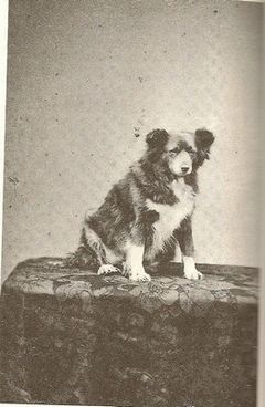 Frances Power Cobbe's canine companion