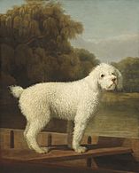 George Stubbs, White Poodle in a Punt, c. 1780, NGA 110281