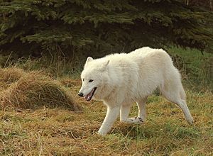 Polarwolf004.jpg