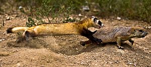 Black-footed Ferret Learning to Hunt
