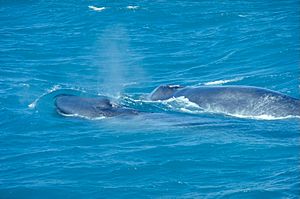 BlueWhaleWithCalf