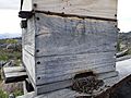 Cape Honeybee death