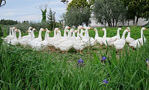 Gathering of Geese - panoramio