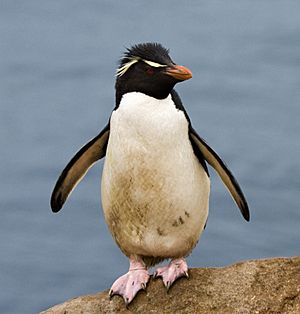Gorfou sauteur - Rockhopper Penguin