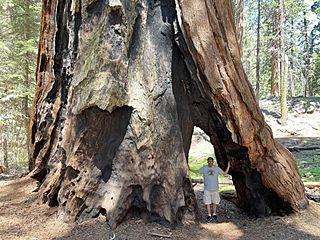 Gothic Arch Tree (base) in Sequoia National Park - July 2023