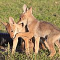 Gpa bill coyote pups 3