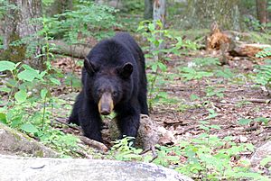 Juvenile American black bear at Old Rag mountain