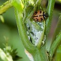 Ladybug(india)