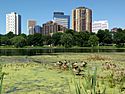 Numerous tall buildings are visible across a small lake full of duckweed. Ducks stand among the low reeds and aquatic grasses.