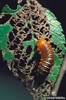 Monocesta coryli larva on ulmus americana
