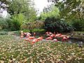 Pink flamingos in zoo inside Jardin des Plantes, Paris