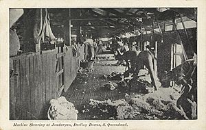 StateLibQld 2 67323 Machine shearing at Jondaryan on the Darling Downs, Southern Queensland