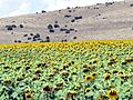 The Sunflowers - panoramio
