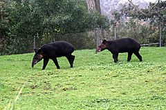 Two Tapirus pinchaque